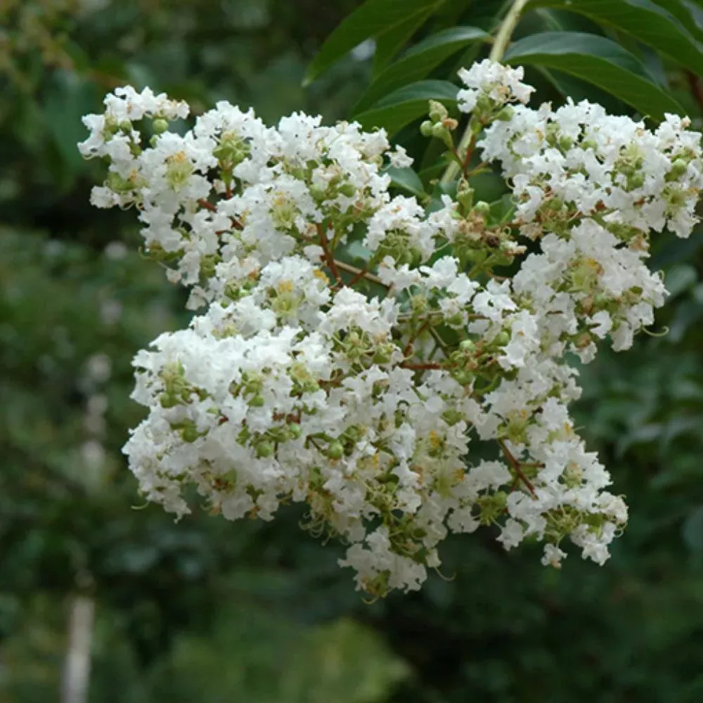 Crape Myrtle Sarah's Favorite White#7