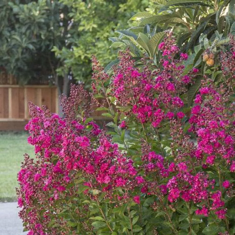 Crape Myrtle Tonto 8 ft. B&B