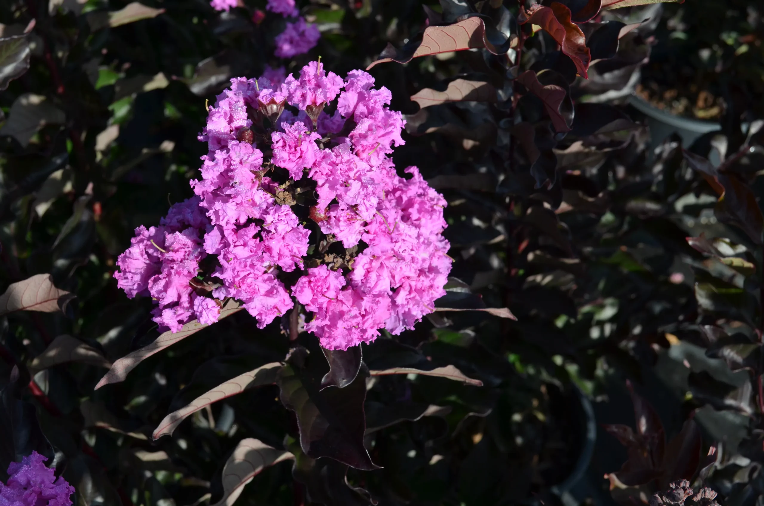 Crape Myrtle Tropical Beverly Hills™ - 2 Gallon