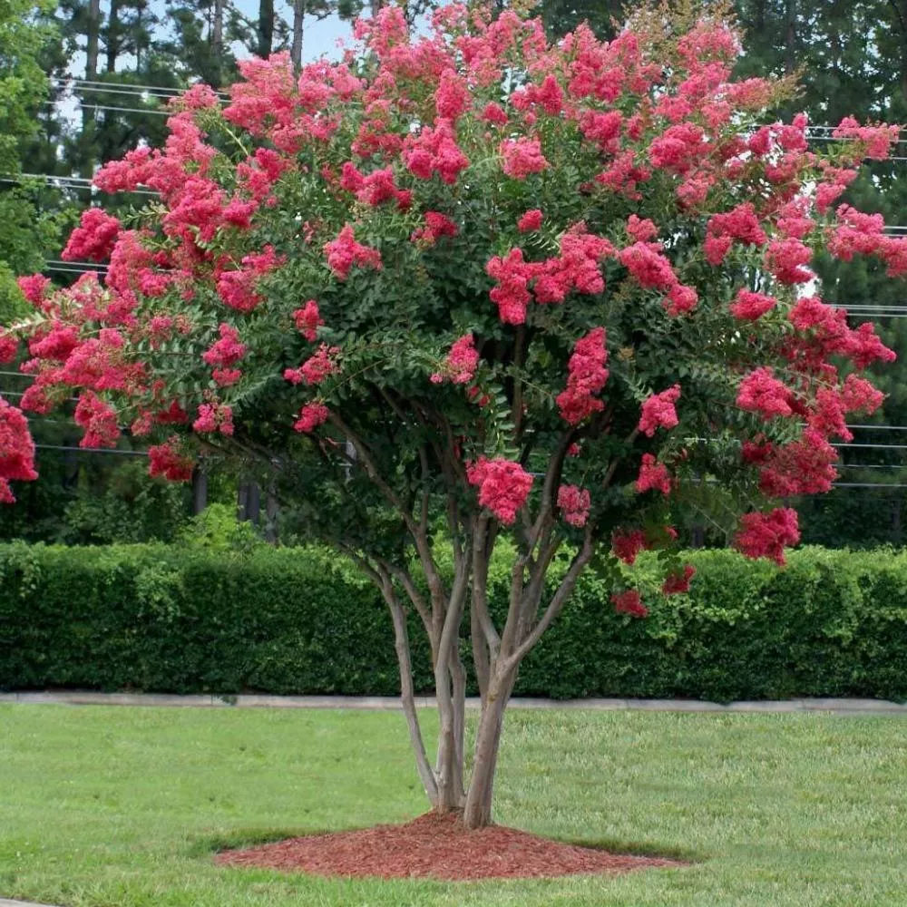 CRAPE MYRTLE Tuscarora #7