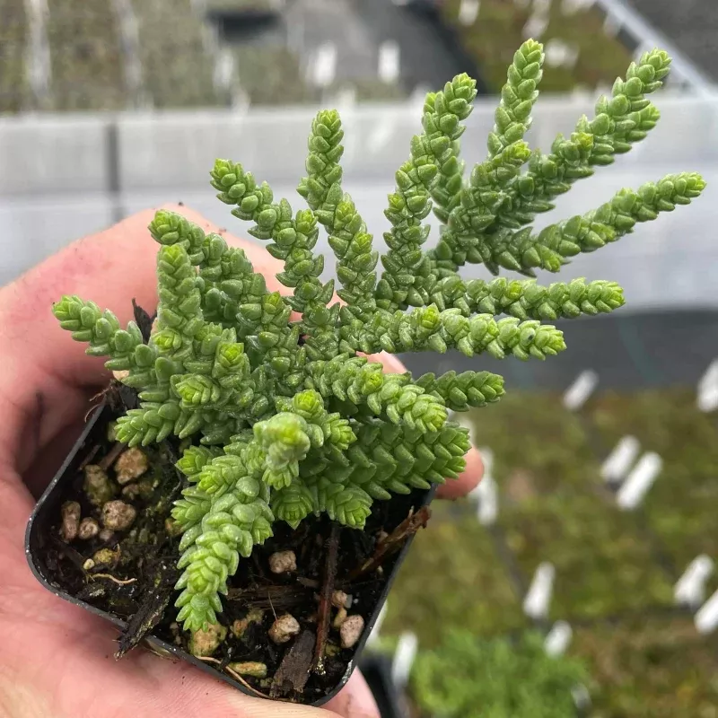 Crassula Muscosa Princess Pine Plant Plug (Crassula muscosa) – Dense, Pine-Like Green Succulent for Indoors or Containers.