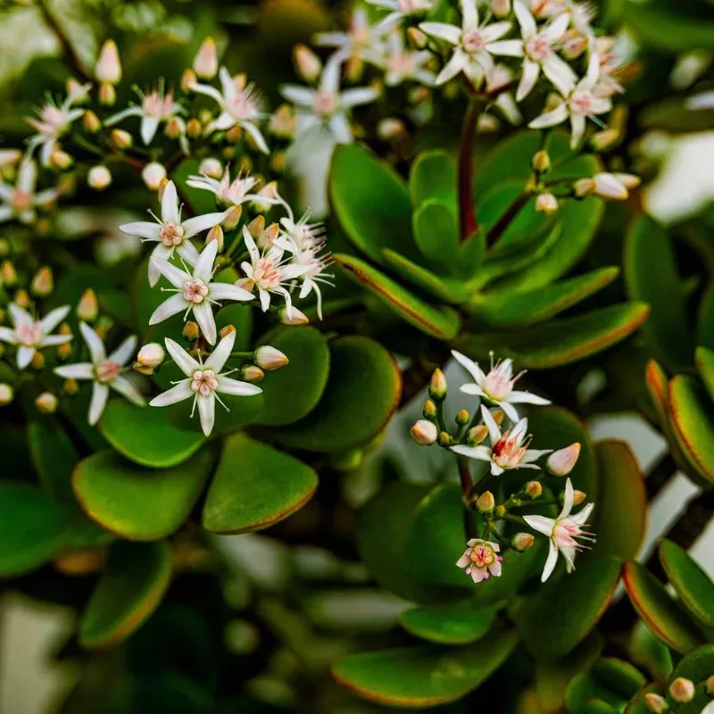 Crassula Ovata Plant Plug (Crassula ovata) – Easy-Care Succulent with Jade Green Leaves for Indoors or Containers.