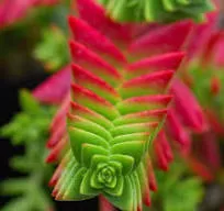 Crassula Shark Tooth