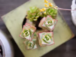 Crassula STACKING Asstortment