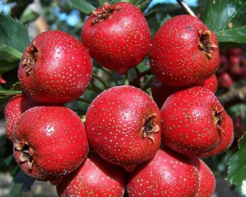 Crataegus pinnatifida seeds