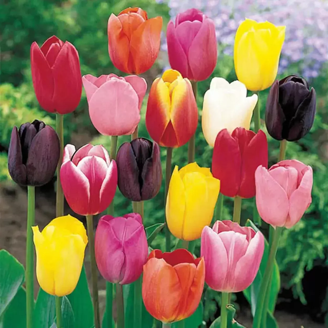 Cream-of-the-Crop Tulip Mixture Super Sak