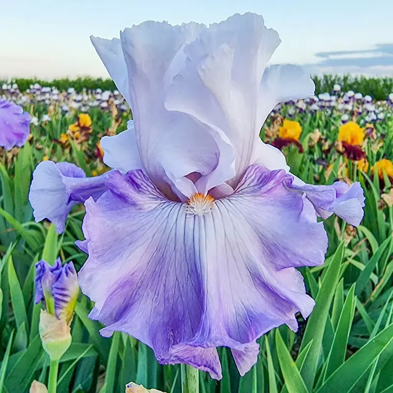 Credentials Bearded Iris