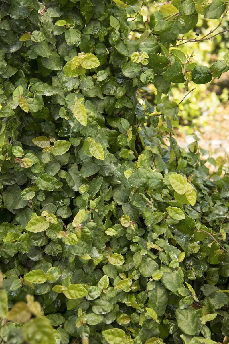 Creeping Fig