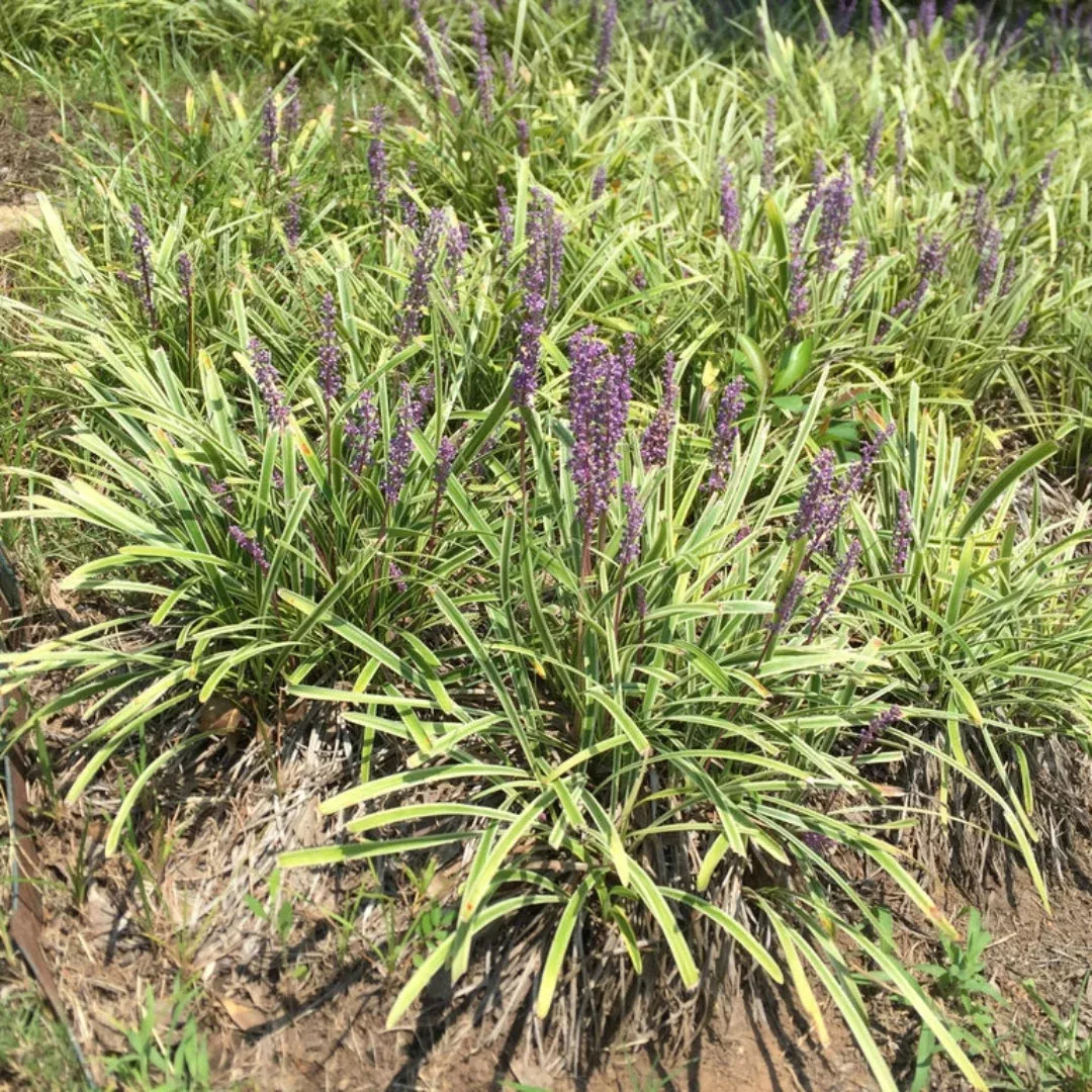 Creeping Lily Turf