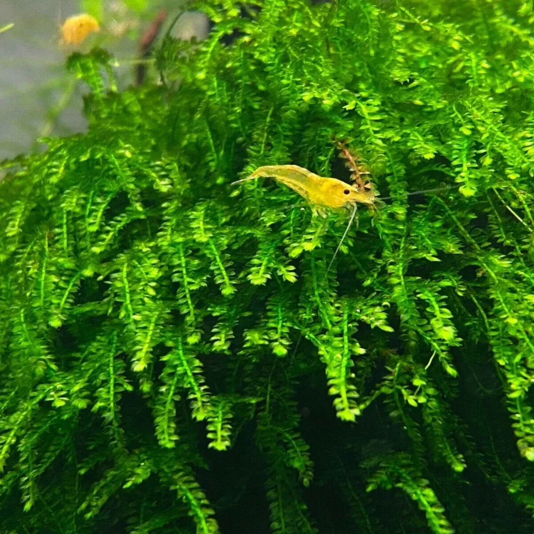 Creeping Moss (Callicostella prabaktiana) – Live Moss for Aquariums, Terrariums, and Bioactive Setups