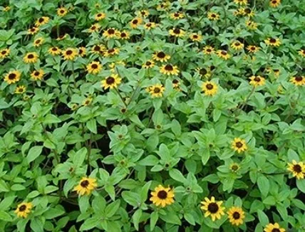 Creeping Zinnia (Sanvitalia procumbens)
