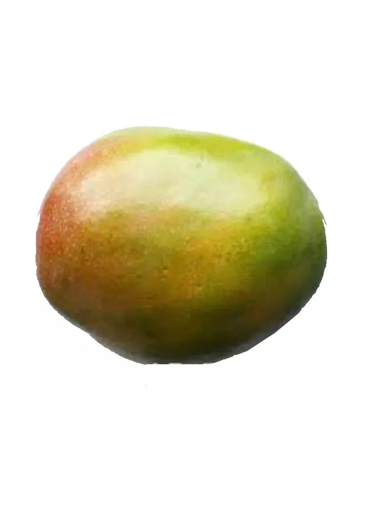 Creme Brulee Mango tree