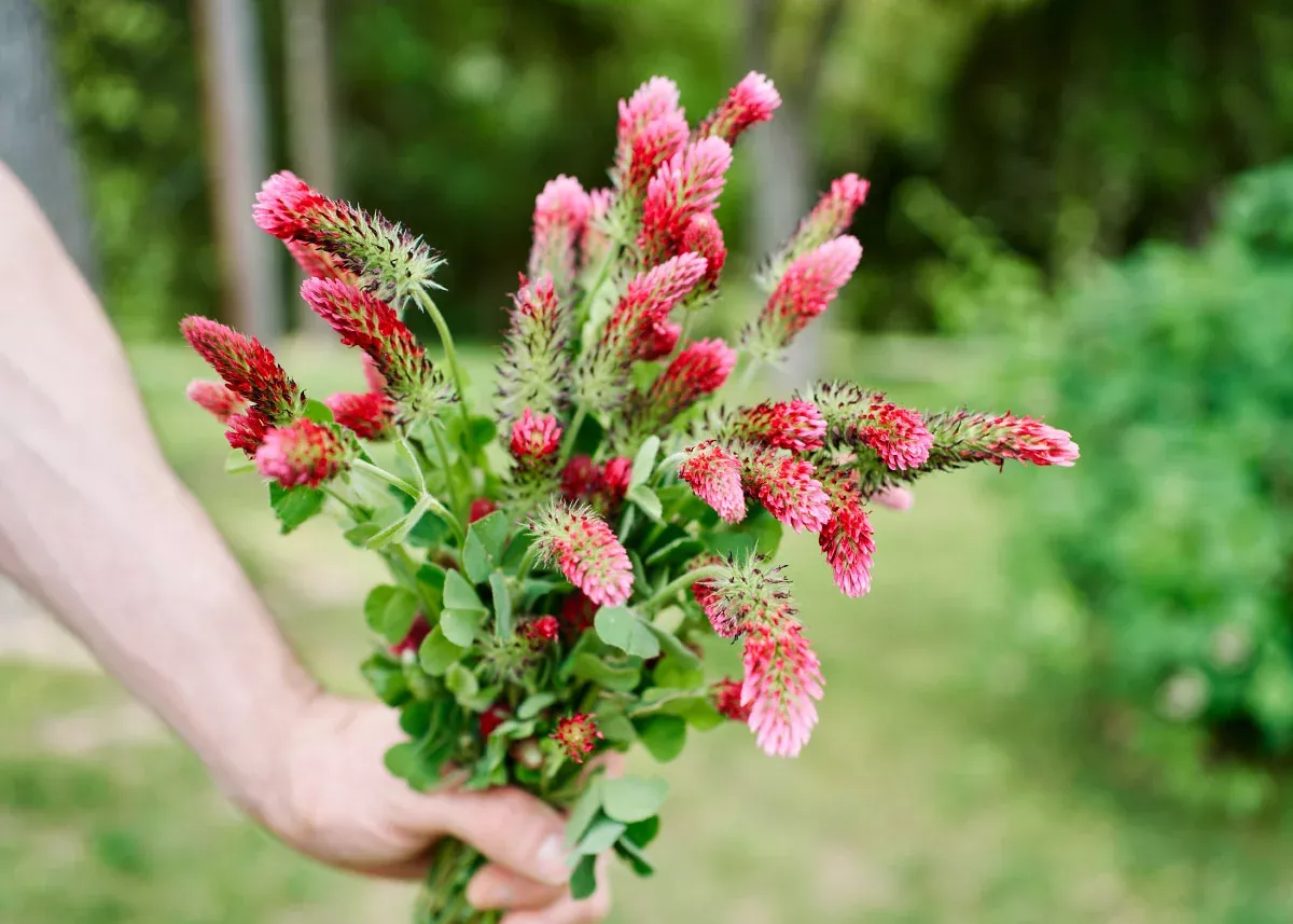 Crimson Clover - Organic Cover Crop Seeds