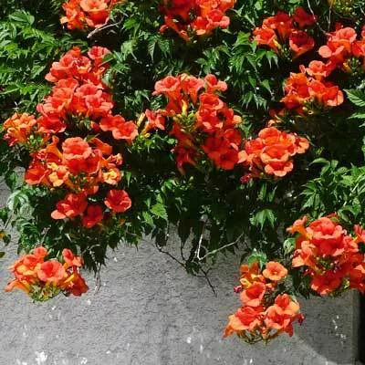 Crimson Delight Trumpet Vine