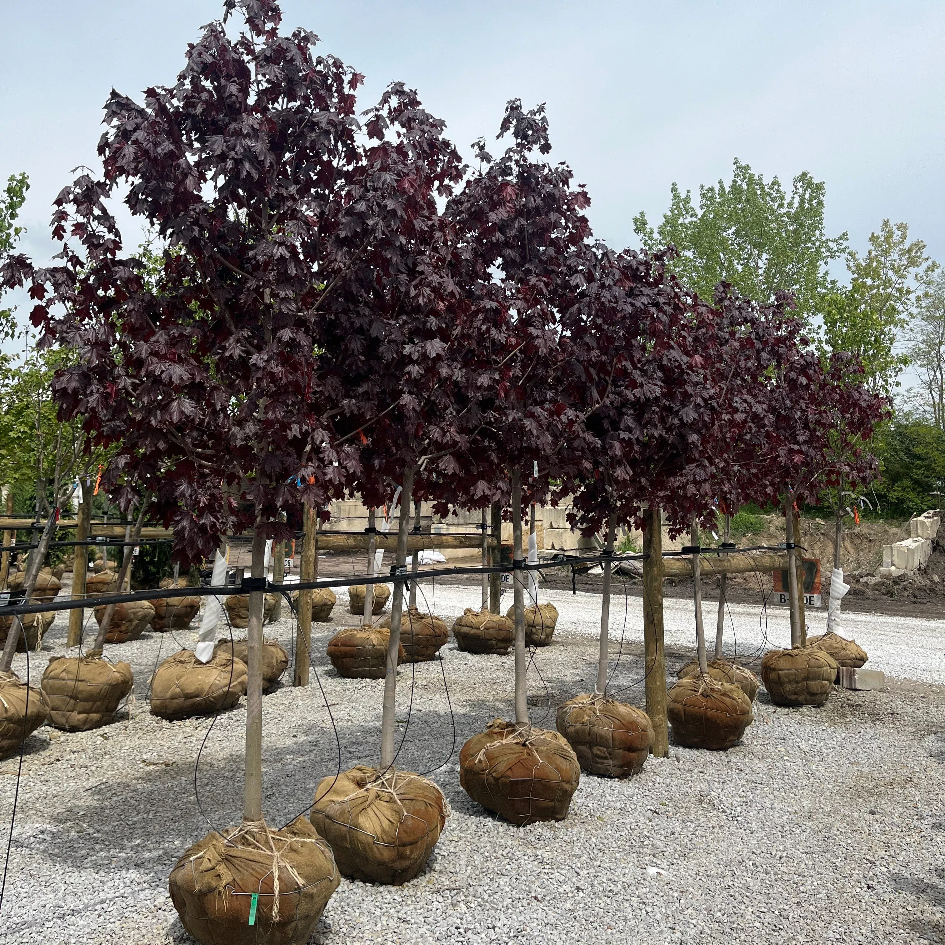 Crimson King Norway Maple - Acer platanoides - Ball & Burlap Tree (Multiple Sizes)