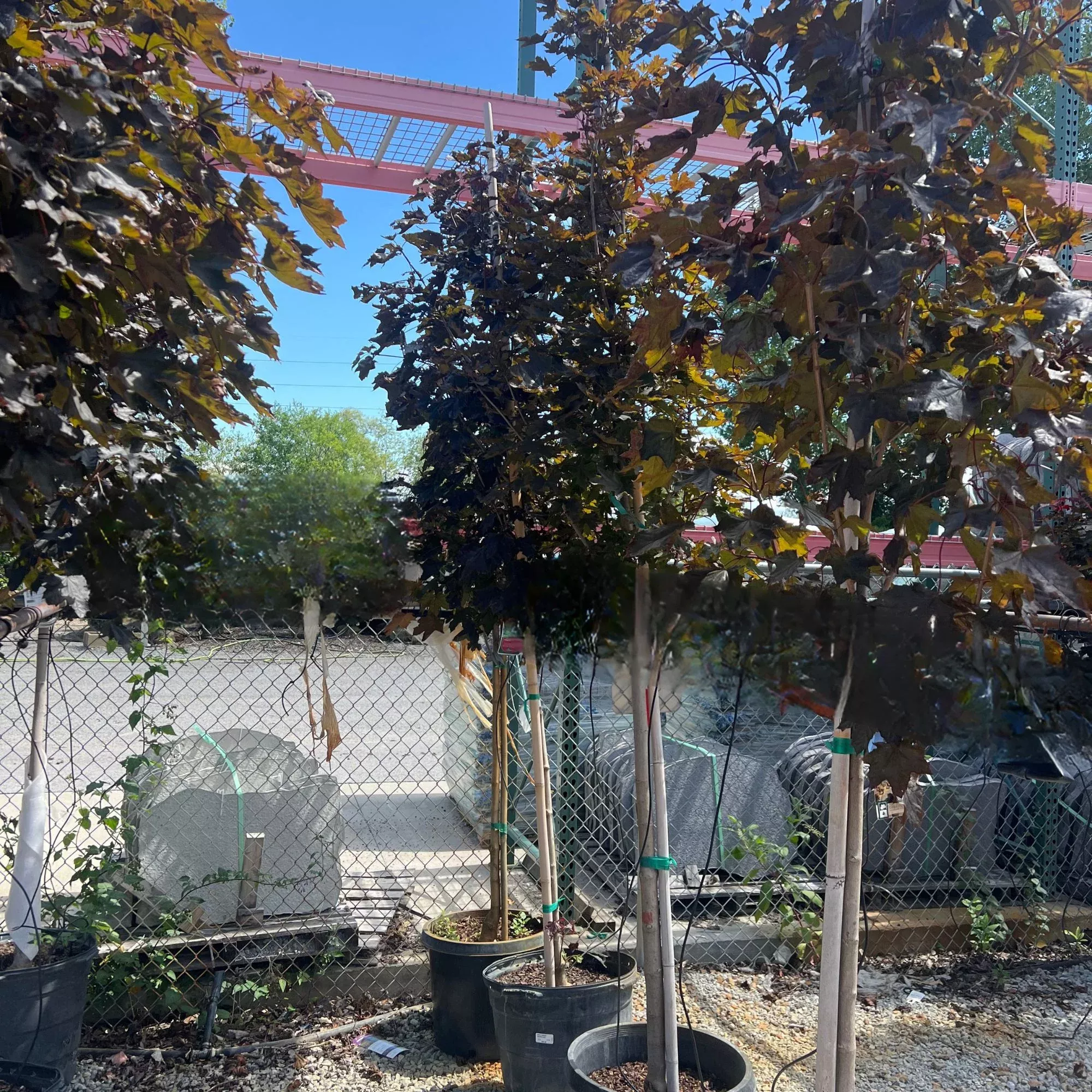 Crimson King Norway Maple - Acer platanoides - Potted Tree (Multiple Sizes)