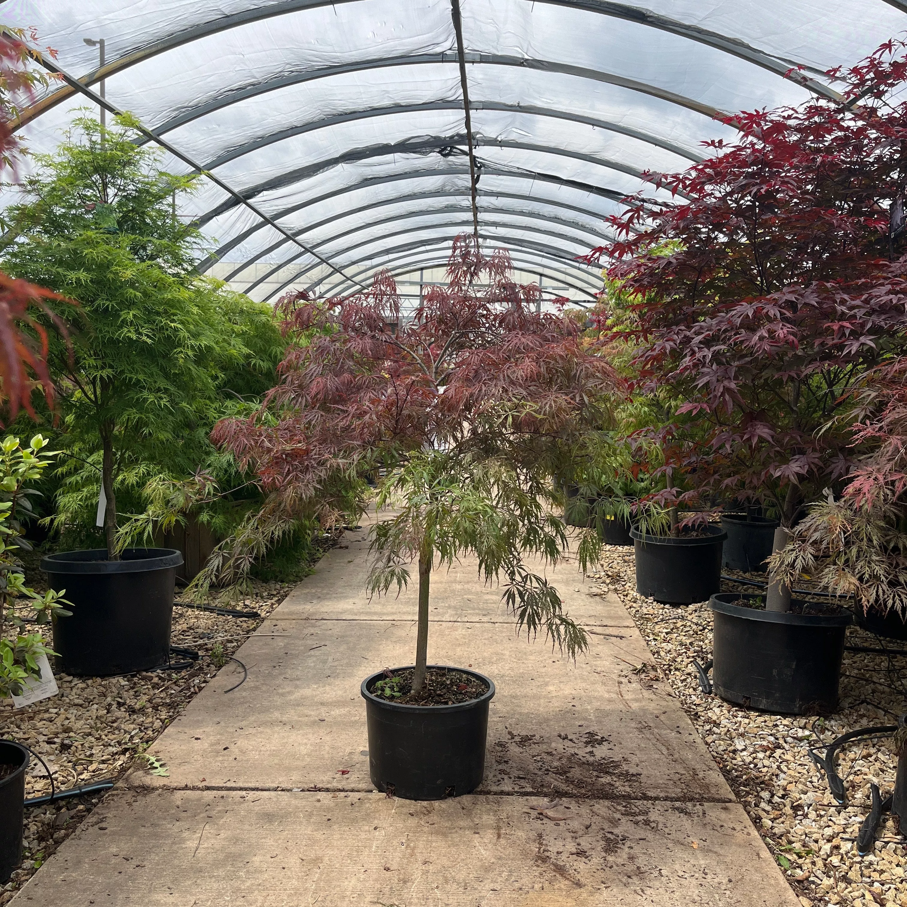 Crimson Queen Japanese Maple - Acer palmatum - Potted Tree (Multiple Sizes)
