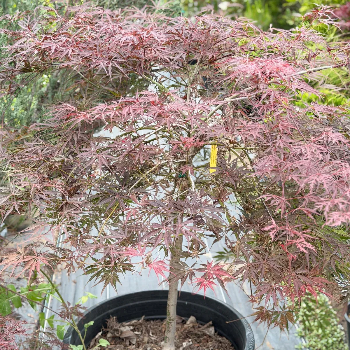 Crimson Queen Japanese Maple