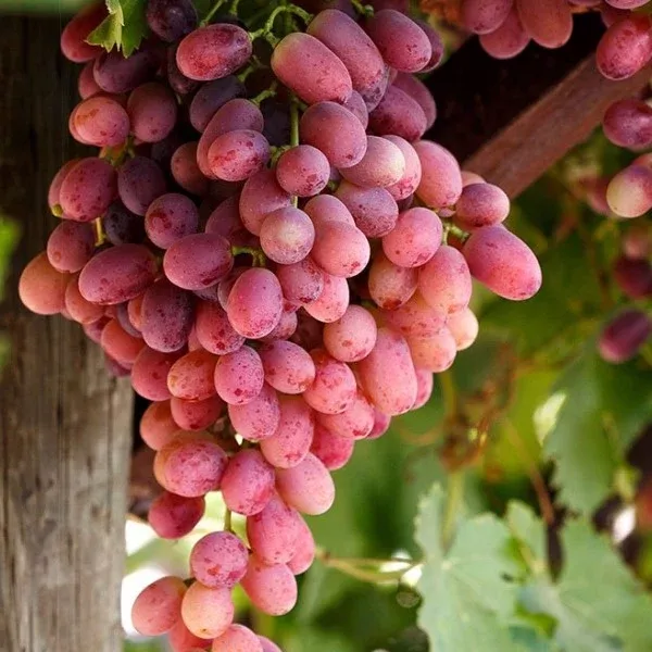 Crimson Seedless Grape Vine