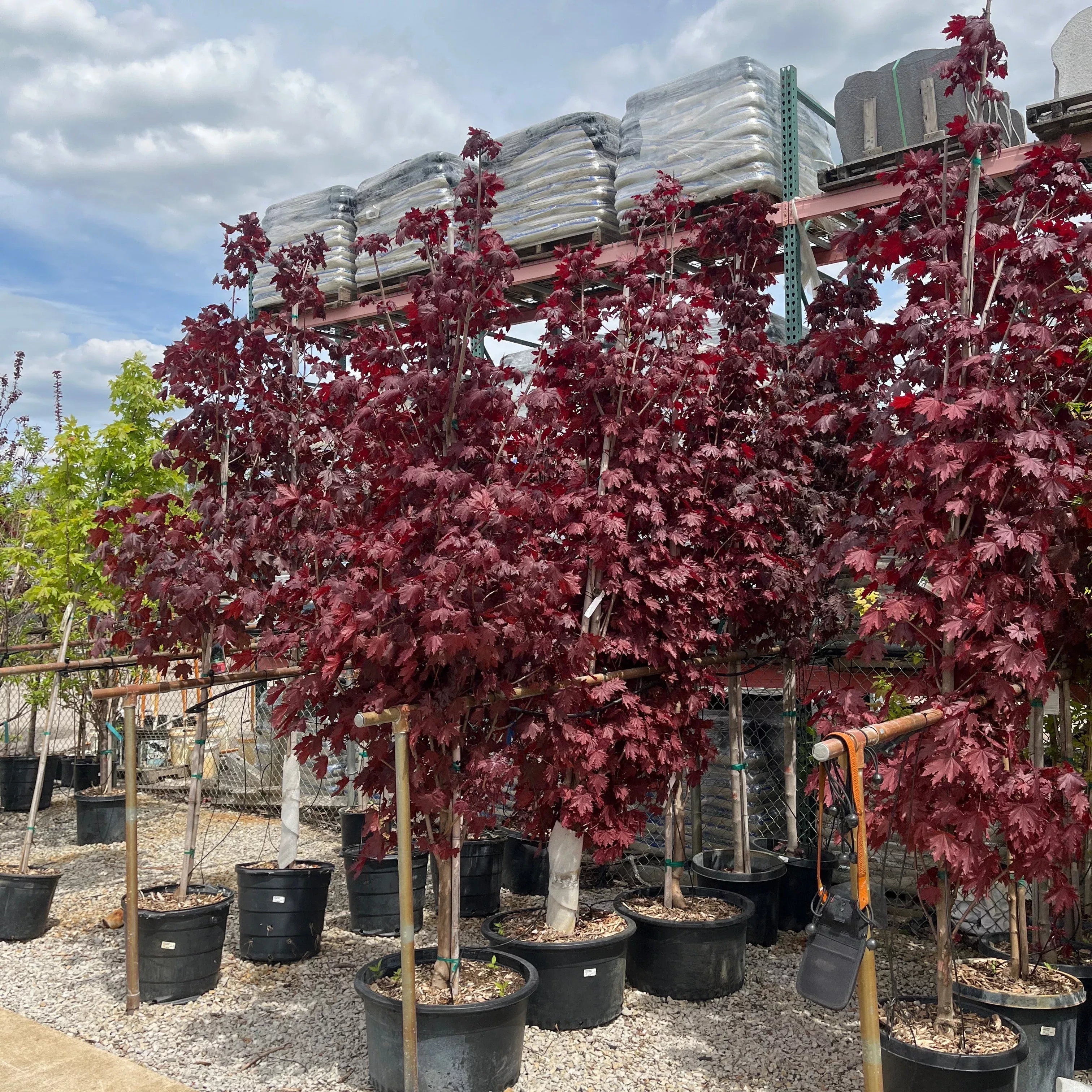 Crimson Sentry Norway Maple - Acer platanoides - Potted Tree (Multiple Sizes)