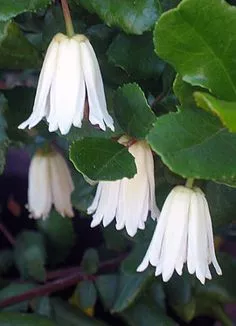 Crinodendron patagua 20 Seeds - Lily of the Valley Tree