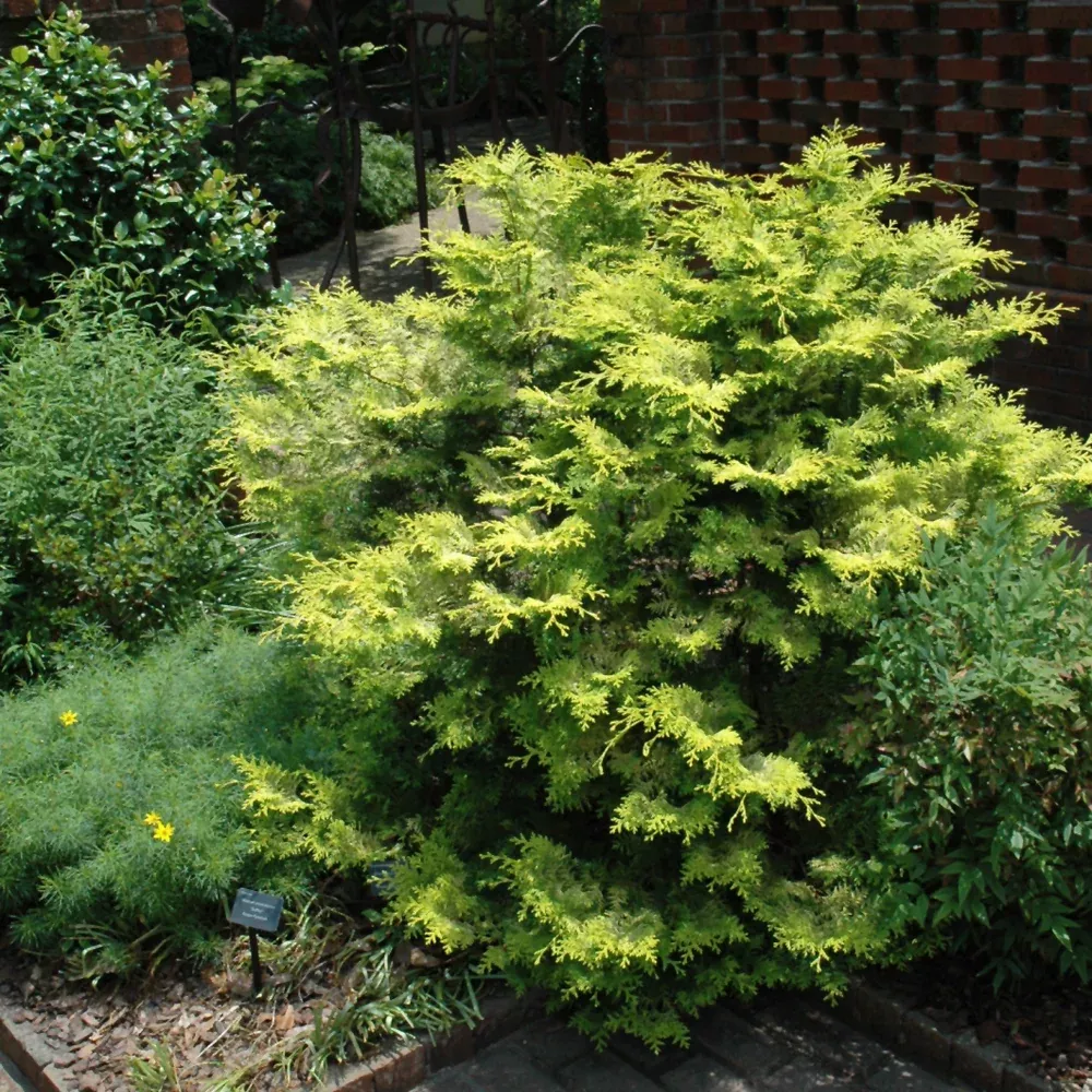 Cripps Gold Falsecypress