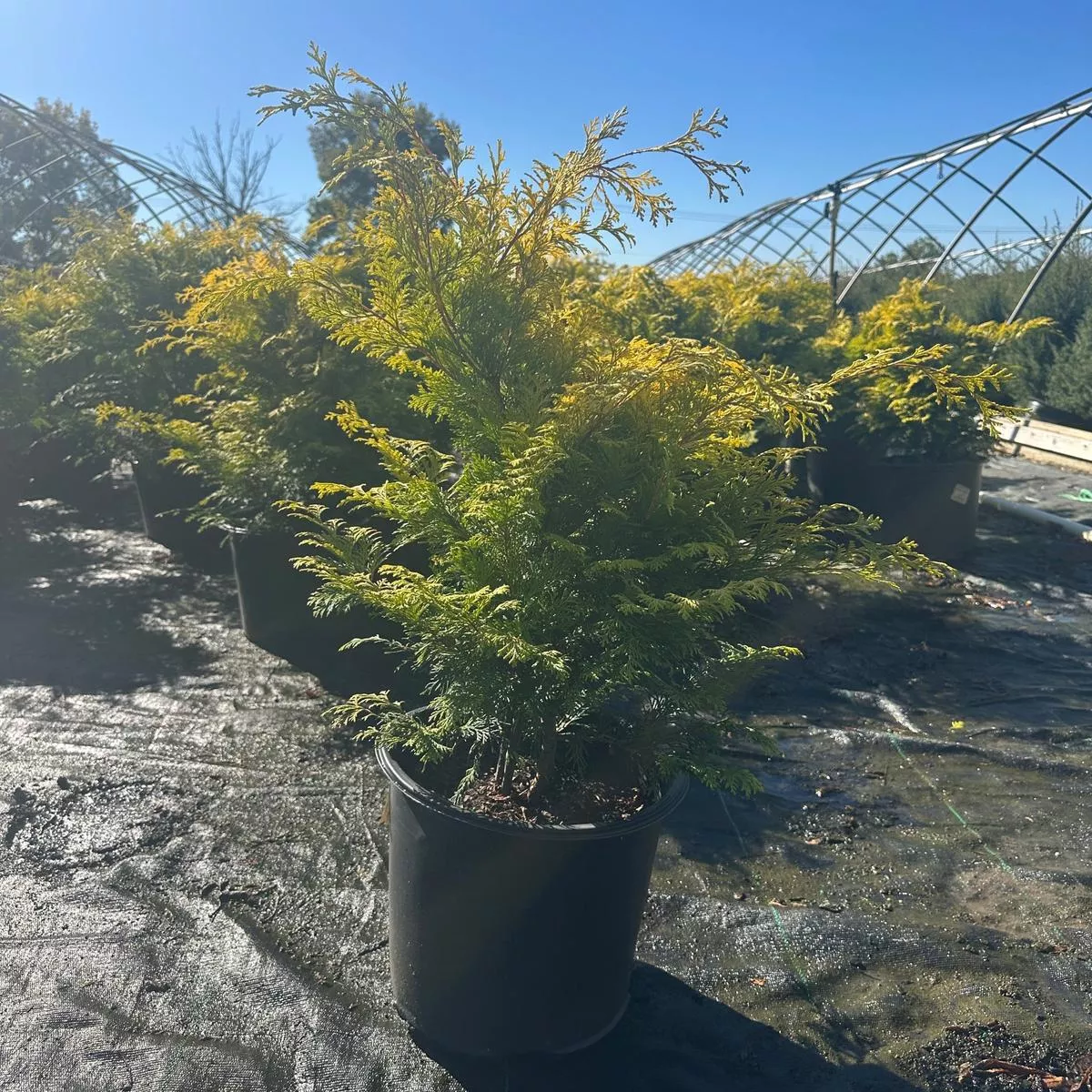 Cripps Golden Hinoki Cypress