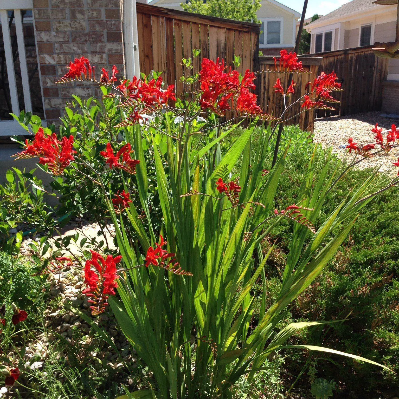 Crocosmia 'Lucifer'- Lucifer Crocosmia