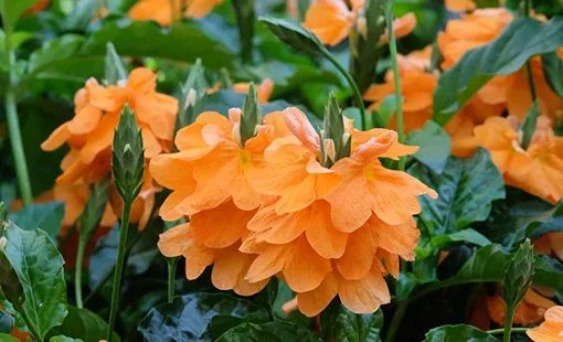 Crossandra Sundance