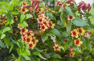 Crossvine Bignonia