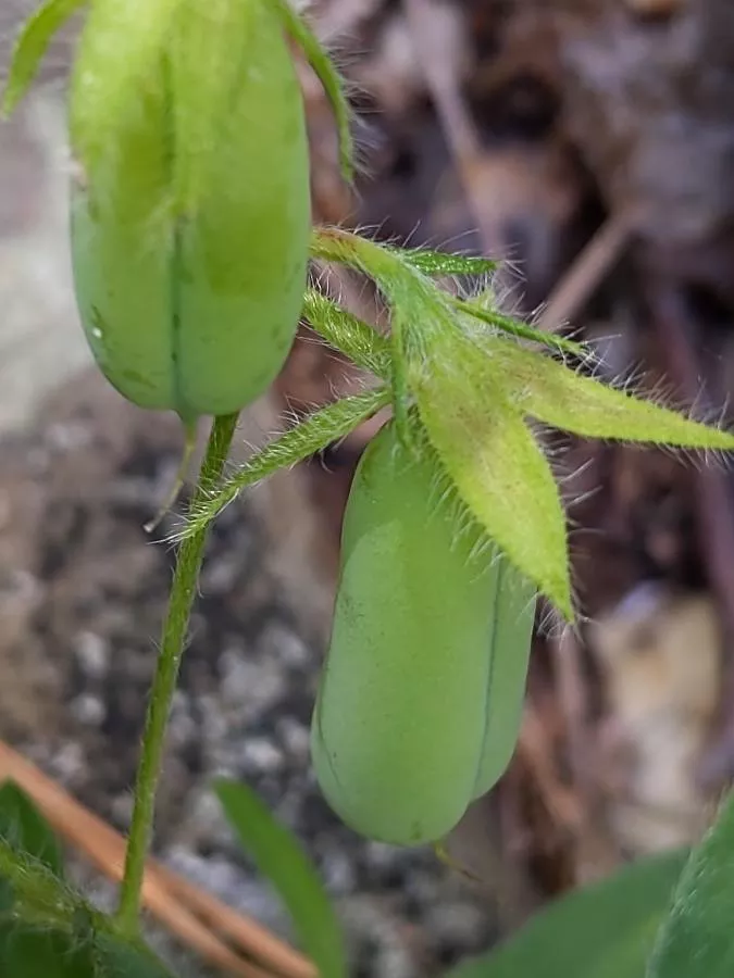 Crotalaria sagittalis Seeds - Rattlebox