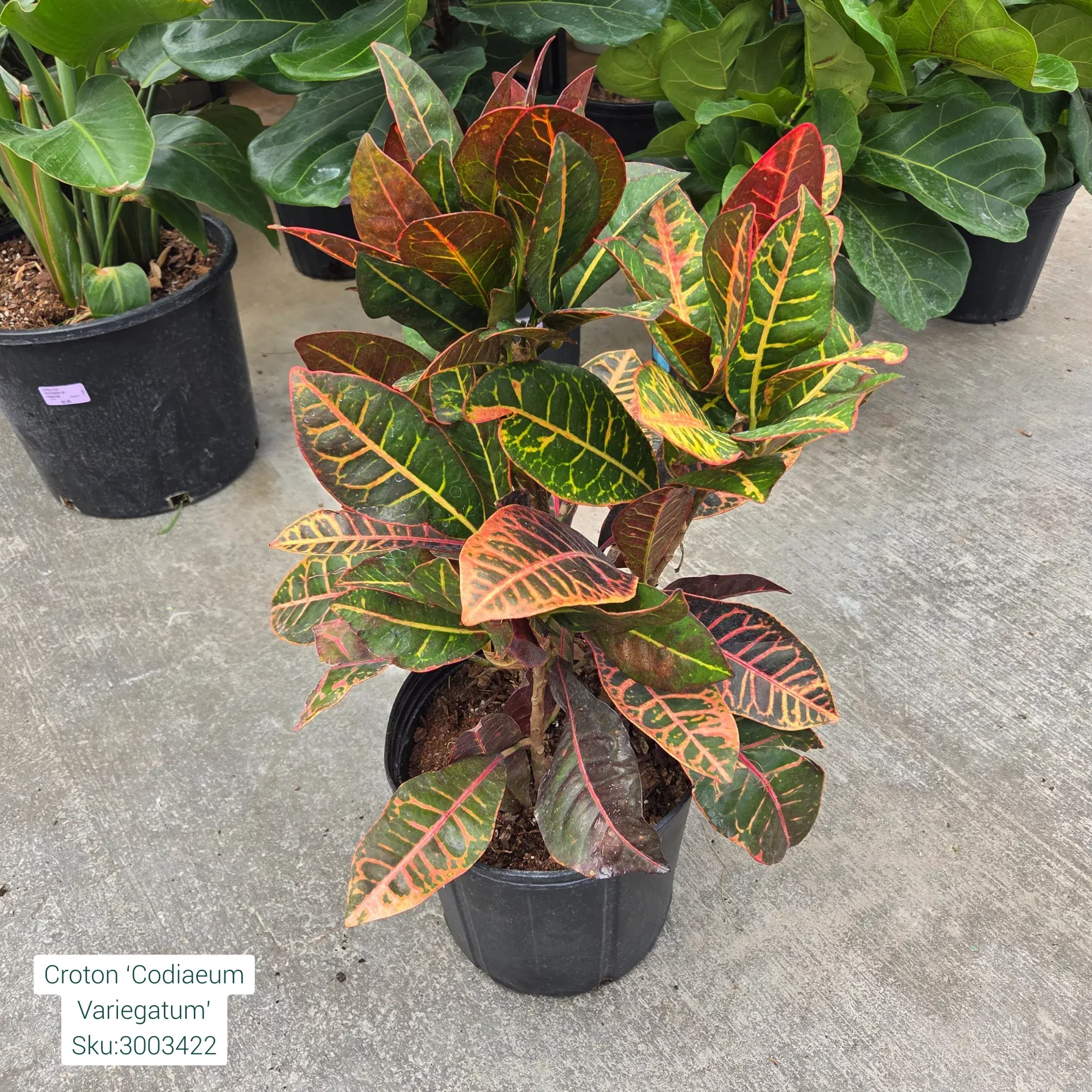 Croton - Codiaeum variegatum - 10" Potted Houseplant