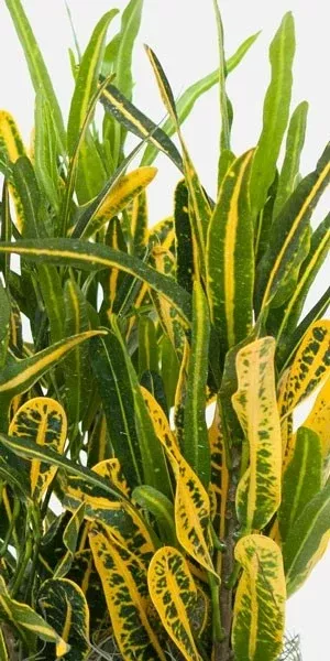 Croton Gold Dust / Bananas