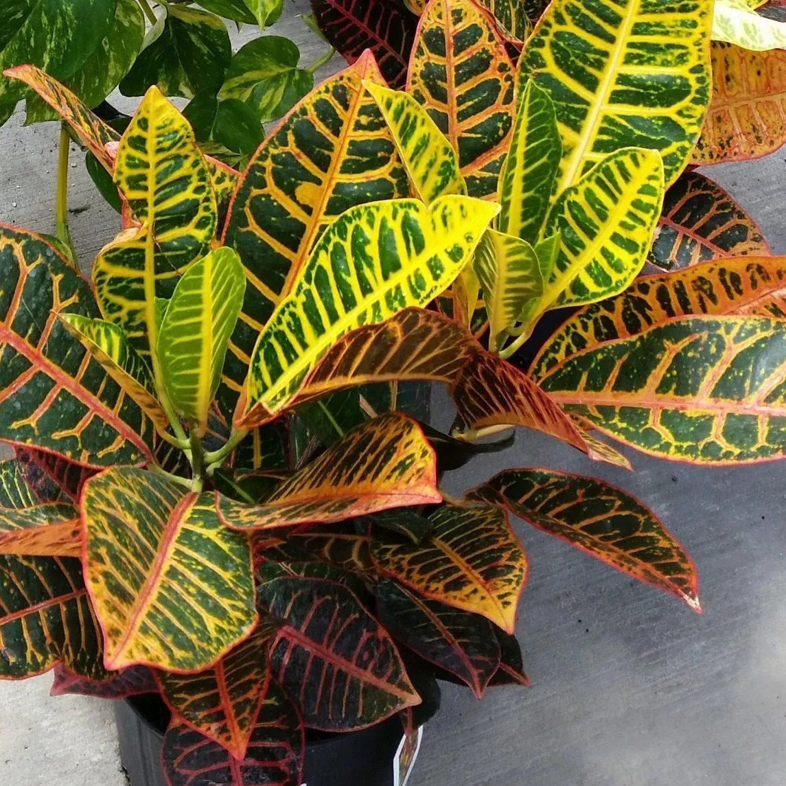 Croton 'Petra' - 6" Potted Houseplant