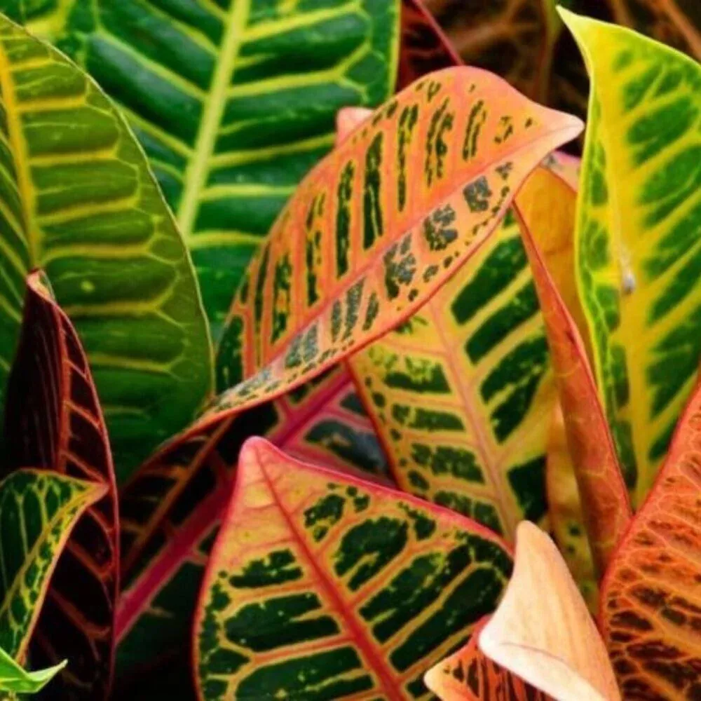 CROTON PETRA