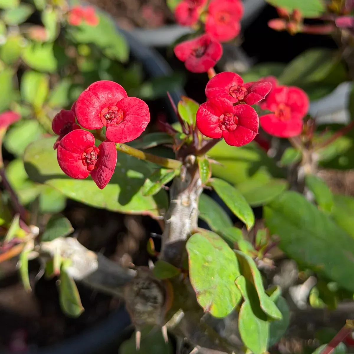 Crown of Thorns