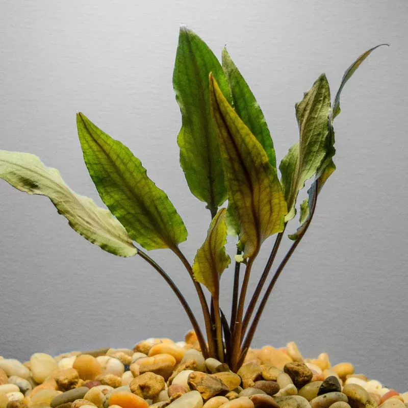 Cryptocoryne Wendtii Brown – Hardy Aquatic Plant with Rich Brown Foliage, Ideal for Freshwater Aquariums