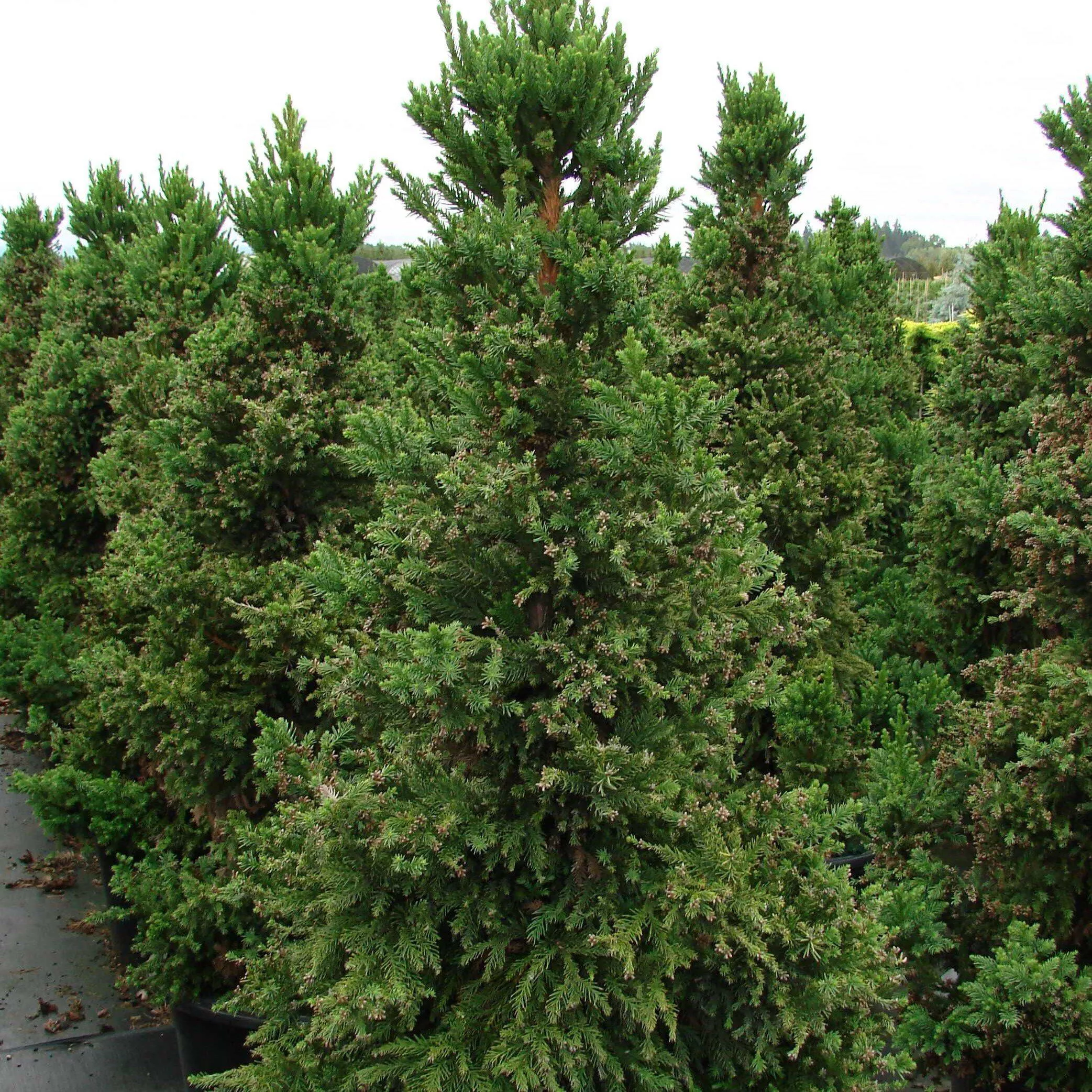Cryptomeria japonica 'Black Dragon'- Black Dragon Japanese Cedar
