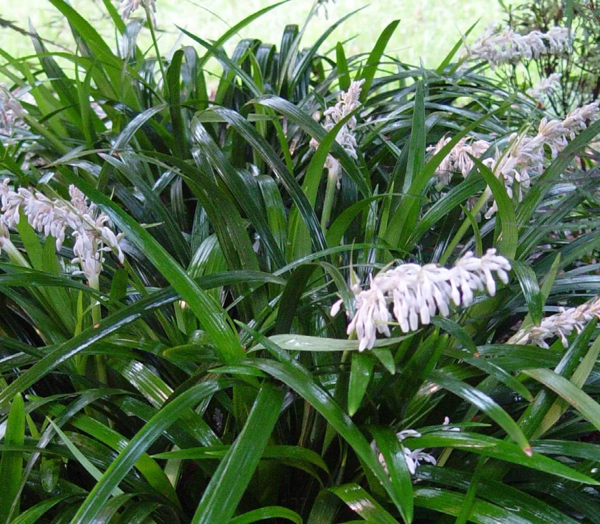Crystal Falls Mondo Grass