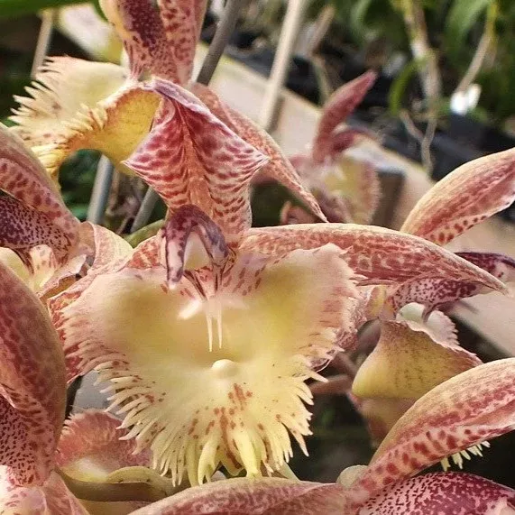 Ctsm. 'Frilly Doris' - In season!