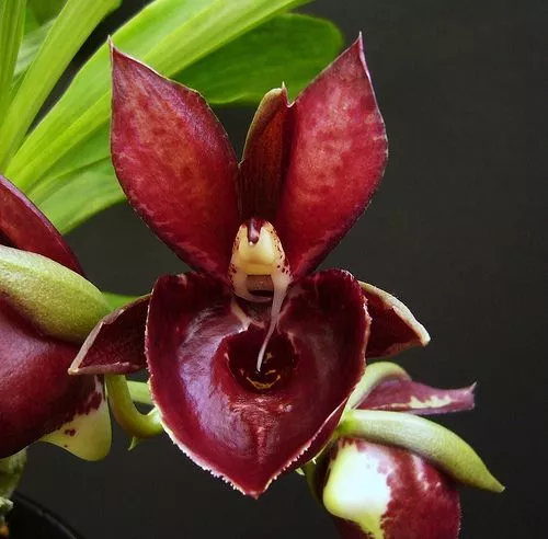 Ctsm. Mark's Red Hermosa
