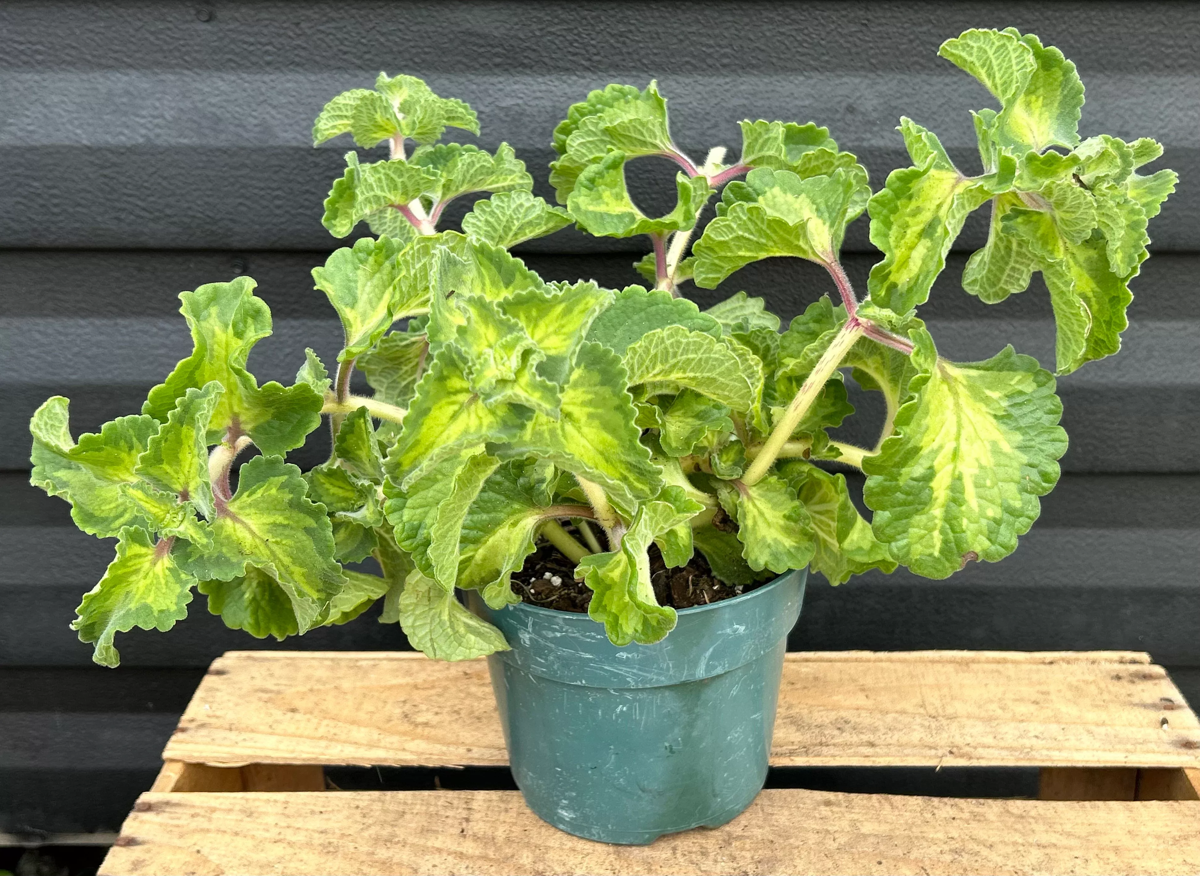 Cuban Oregano Plant - Camo/Pink Stem