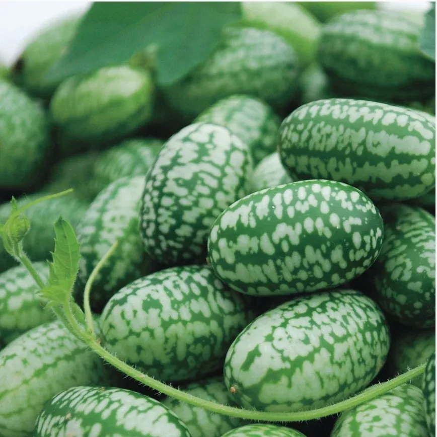 Cucamelon- 4" pot