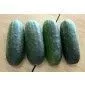 Cucumber Super Max M Special Order by Request SO