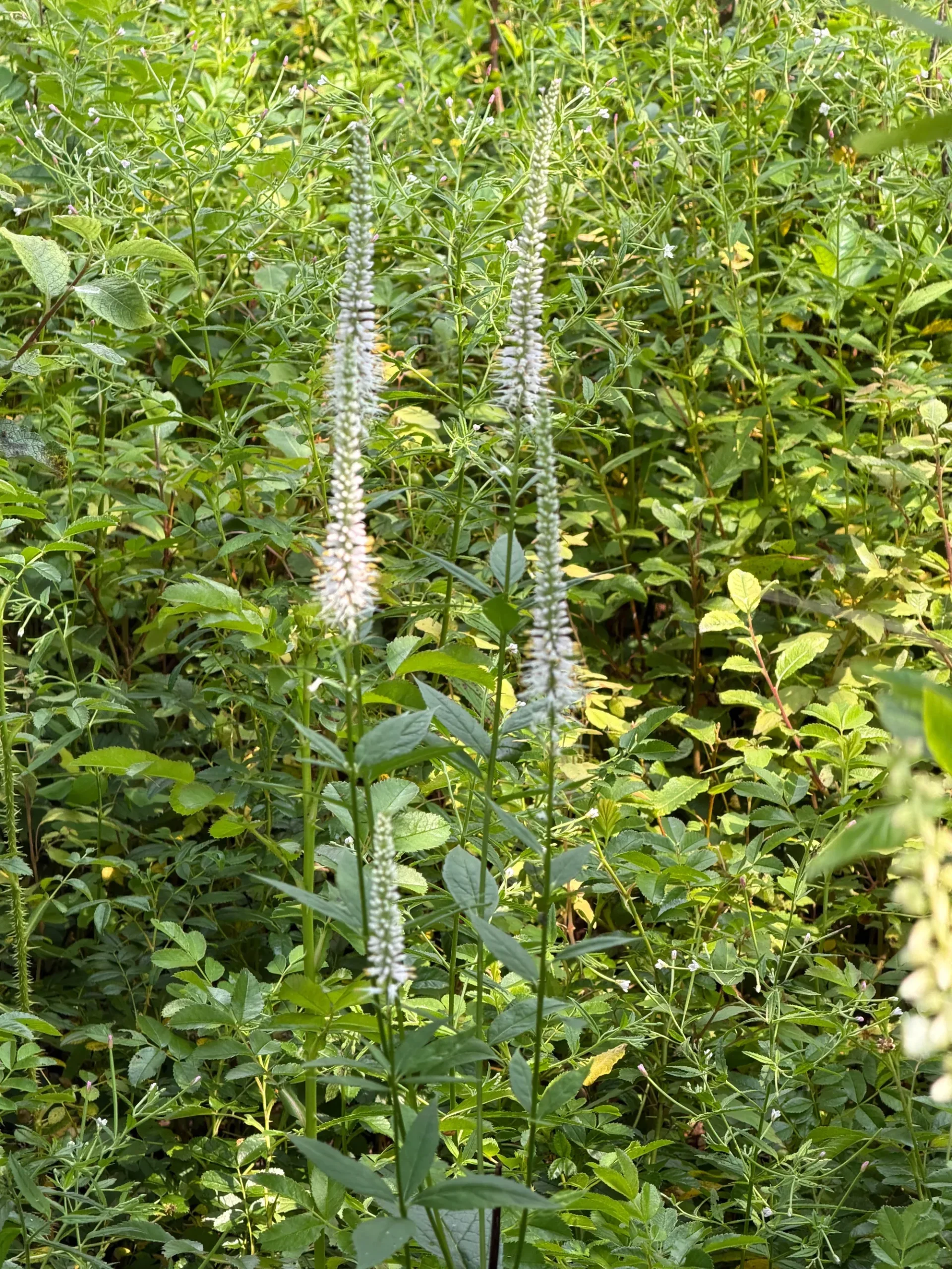 Culver's Root