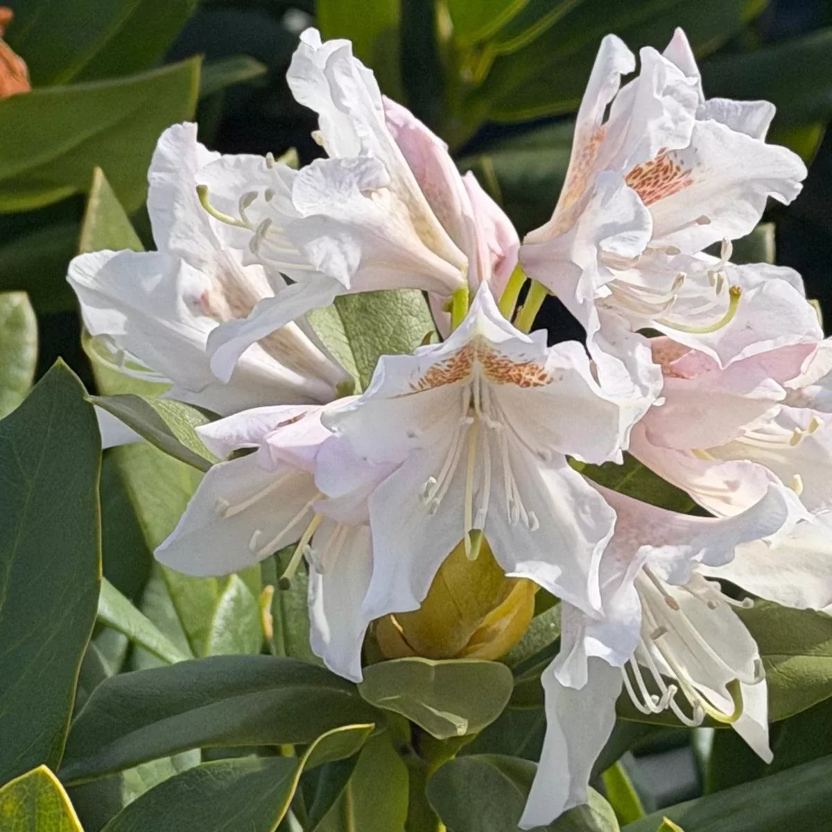 Cunningham's White Rhododendron