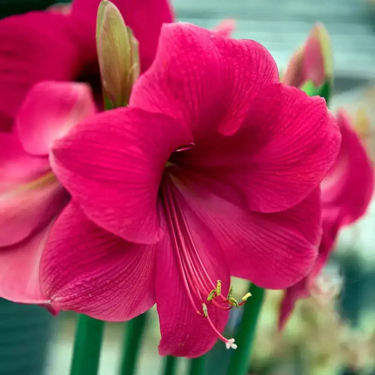 Cupid Amaryllis Bulb