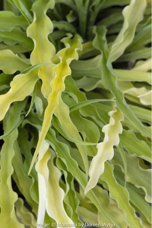 Curly Fries Hosta