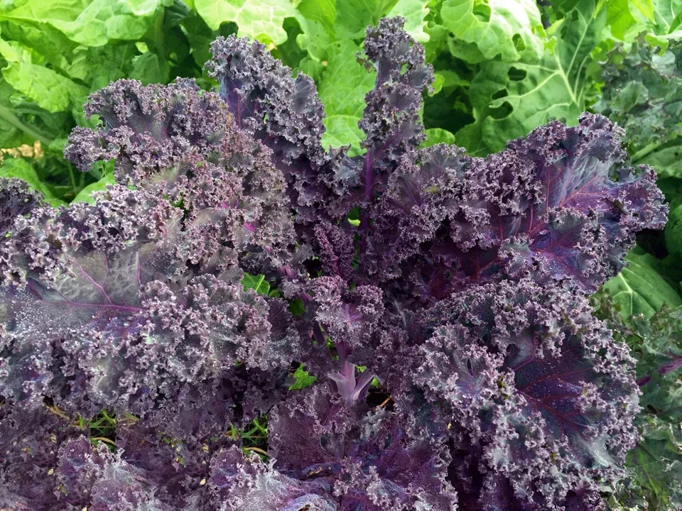 Curly Roja Organic Kale Seeds
