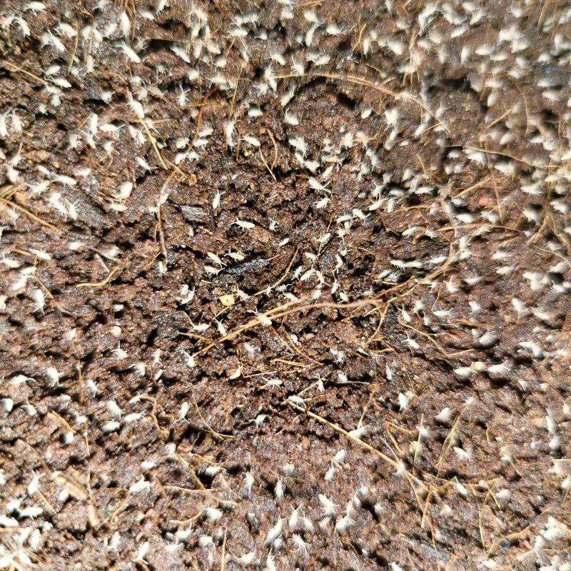 Curly Springtail (Sinella curviseta) Small fast-breeding temperate springtail ideal for bioactive terrariums; efficient mold controller and essential micro-cleanup crew for soil health and enclosure balance